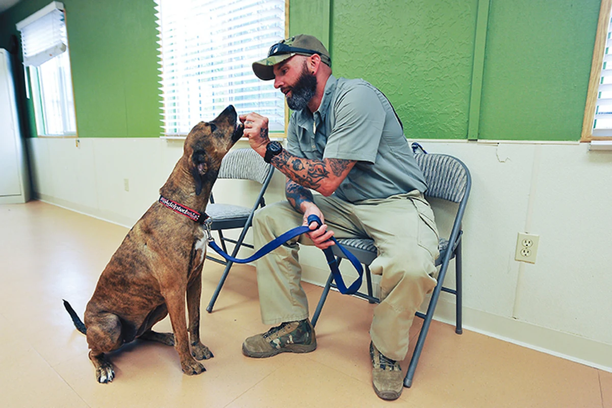 Veteran interacting calmly with a rescued dog during training