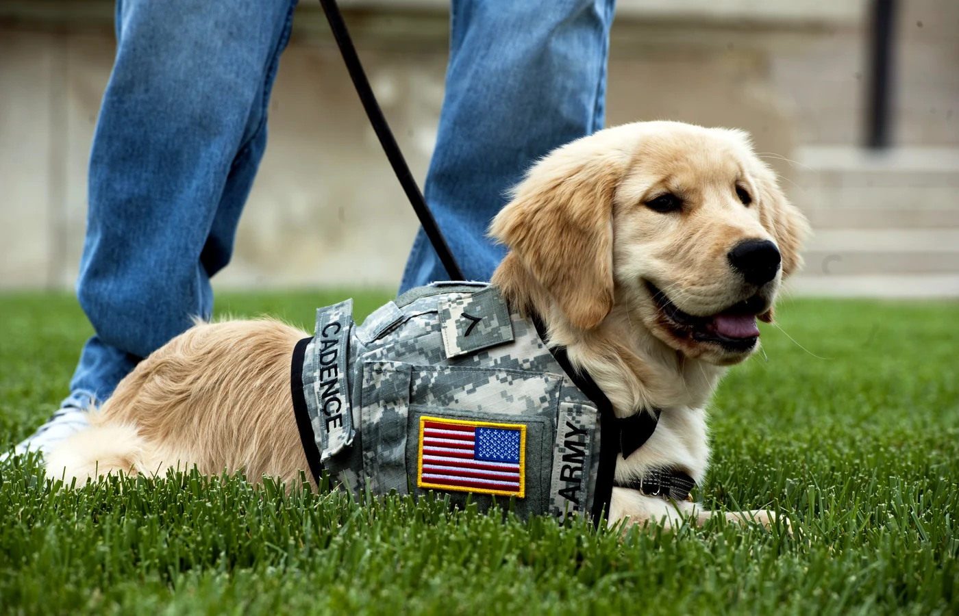 Service dog in training beside a military uniform